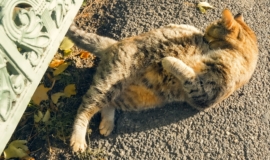 ÐÑмÑÑленнÑй пÑием и непÑавилÑное леÑение: веÑклиника заплаÑÐ¸Ñ 391 000 ÑÑблей Ñ
озÑйке коÑки ÐÑÑки ÐÑмÑÑленнÑй пÑием и непÑавилÑное леÑение: веÑклиника заплаÑÐ¸Ñ 391 000 ÑÑблей Ñ
озÑйке коÑки ÐÑÑки