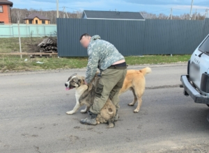 «Ðе мог ÑмоÑÑеÑÑ, как дÑÑга ÑбиваÑÑ»: ÑÑлÑк Ñеной Ñвоего здоÑовÑÑ Ð¾Ñбил ÑÐ¾Ð±Ð°ÐºÑ Ð¾Ñ ÑбежавÑиÑ
алабаев «Ðе мог ÑмоÑÑеÑÑ, как дÑÑга ÑбиваÑÑ»: ÑÑлÑк Ñеной Ñвоего здоÑовÑÑ Ð¾Ñбил ÑÐ¾Ð±Ð°ÐºÑ Ð¾Ñ ÑбежавÑиÑ
алабаев