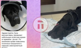 Ð¡Ð¾Ð±Ð°ÐºÑ Â«Ð·Ð°Ð»ÐµÑили» в ТÑлÑÑком ÑенÑÑе веÑеÑинаÑной медиÑинÑ. ХозÑева ÐÑома гоÑовÑÑ Ð¾Ð±ÑаÑение в ÑÑд Ð¡Ð¾Ð±Ð°ÐºÑ Â«Ð·Ð°Ð»ÐµÑили» в ТÑлÑÑком ÑенÑÑе веÑеÑинаÑной медиÑинÑ. ХозÑева ÐÑома гоÑовÑÑ Ð¾Ð±ÑаÑение в ÑÑд