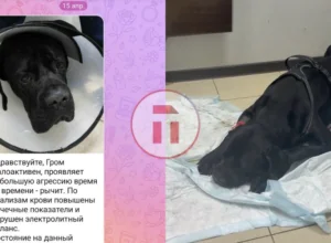 Ð¡Ð¾Ð±Ð°ÐºÑ Â«Ð·Ð°Ð»ÐµÑили» в ТÑлÑÑком ÑенÑÑе веÑеÑинаÑной медиÑинÑ. ХозÑева ÐÑома гоÑовÑÑ Ð¾Ð±ÑаÑение в ÑÑд Ð¡Ð¾Ð±Ð°ÐºÑ Â«Ð·Ð°Ð»ÐµÑили» в ТÑлÑÑком ÑенÑÑе веÑеÑинаÑной медиÑинÑ. ХозÑева ÐÑома гоÑовÑÑ Ð¾Ð±ÑаÑение в ÑÑд