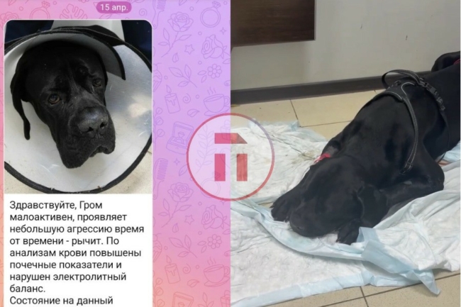 Ð¡Ð¾Ð±Ð°ÐºÑ Â«Ð·Ð°Ð»ÐµÑили» в ТÑлÑÑком ÑенÑÑе веÑеÑинаÑной медиÑинÑ. ХозÑева ÐÑома гоÑовÑÑ Ð¾Ð±ÑаÑение в ÑÑд Ð¡Ð¾Ð±Ð°ÐºÑ Â«Ð·Ð°Ð»ÐµÑили» в ТÑлÑÑком ÑенÑÑе веÑеÑинаÑной медиÑинÑ. ХозÑева ÐÑома гоÑовÑÑ Ð¾Ð±ÑаÑение в ÑÑд