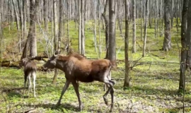 ФоÑоловÑÑка в наÑпаÑке «ТÑлÑÑкие заÑеки» ÑнÑла ÑÑогаÑелÑное ÑемейÑÑво лоÑей ФоÑоловÑÑка в наÑпаÑке «ТÑлÑÑкие заÑеки» ÑнÑла ÑÑогаÑелÑное ÑемейÑÑво лоÑей